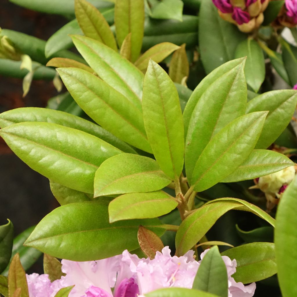 Rhododendron yakushimanum Caroline Allbrook - Rododendro Anão