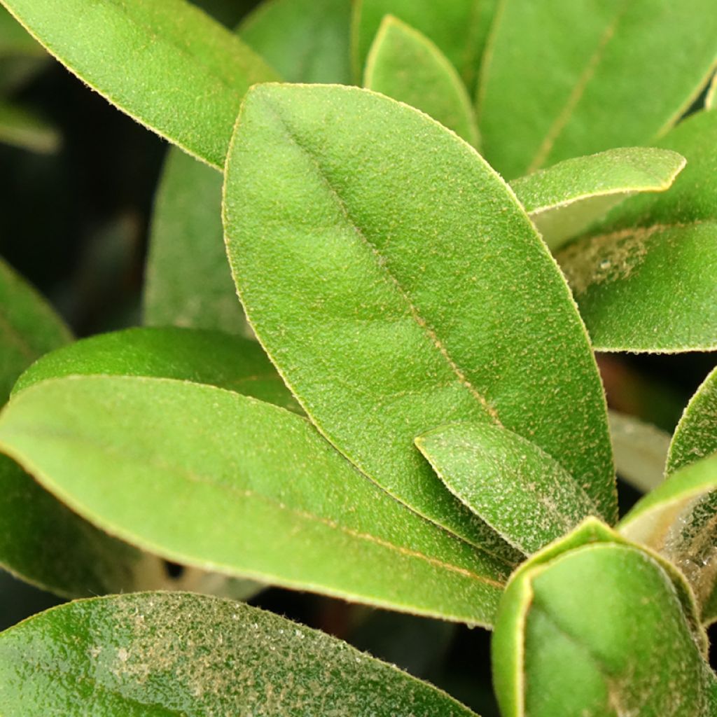 Rhododendron yakushimanum Debbie Dane - Rododendro Anão
