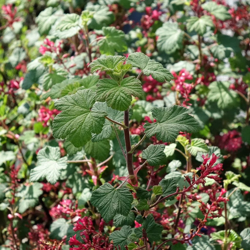 Groselheira-sanguínea Johannie PinkPomp - Ribes sanguineum