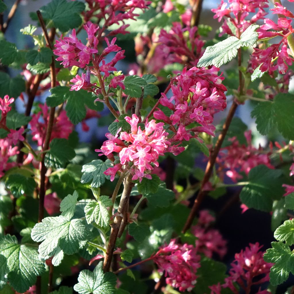 Groselheira-sanguínea Johannie PinkPomp - Ribes sanguineum