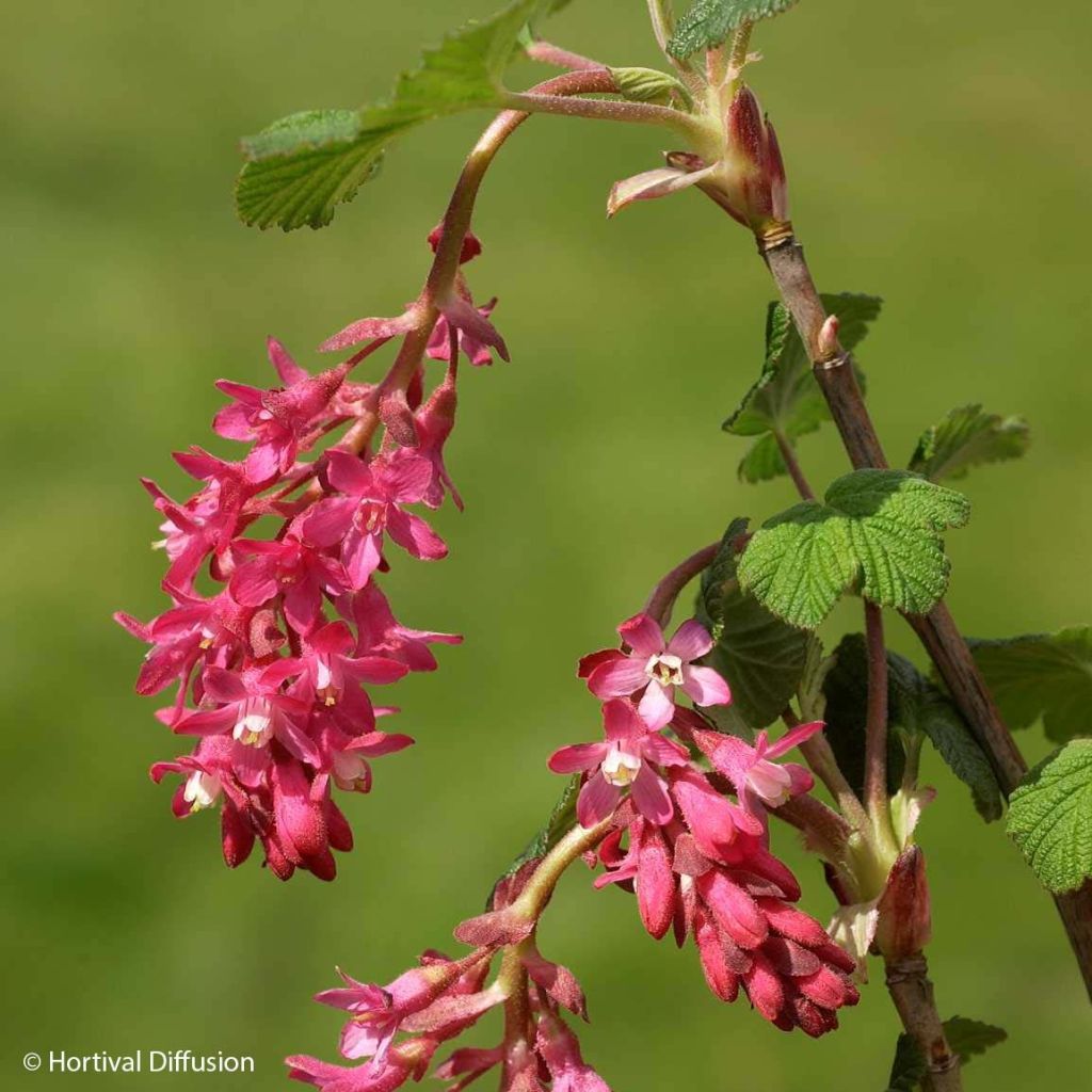 Groselheira-sanguínea Red Bross - Ribes sanguineum