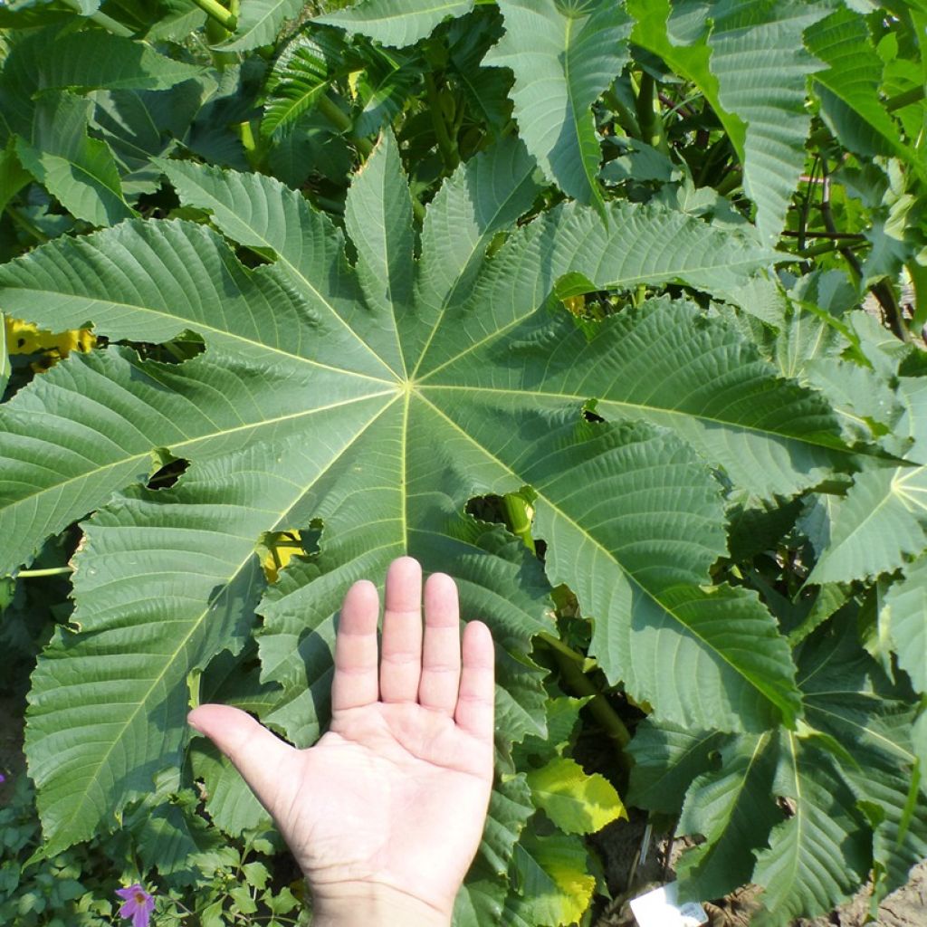 Ricinus communis Zanzibarensis em sementes - Rícino