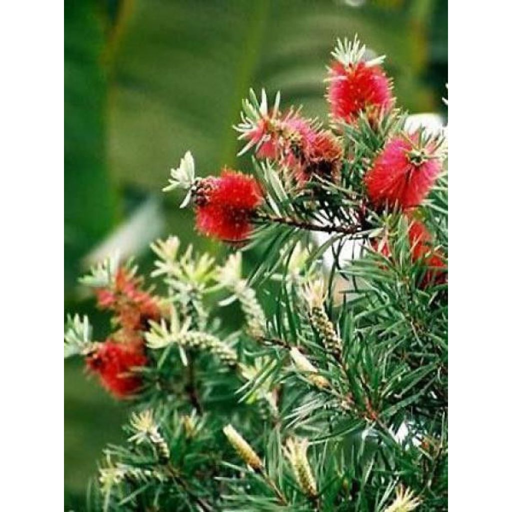 Callistemon rigidus