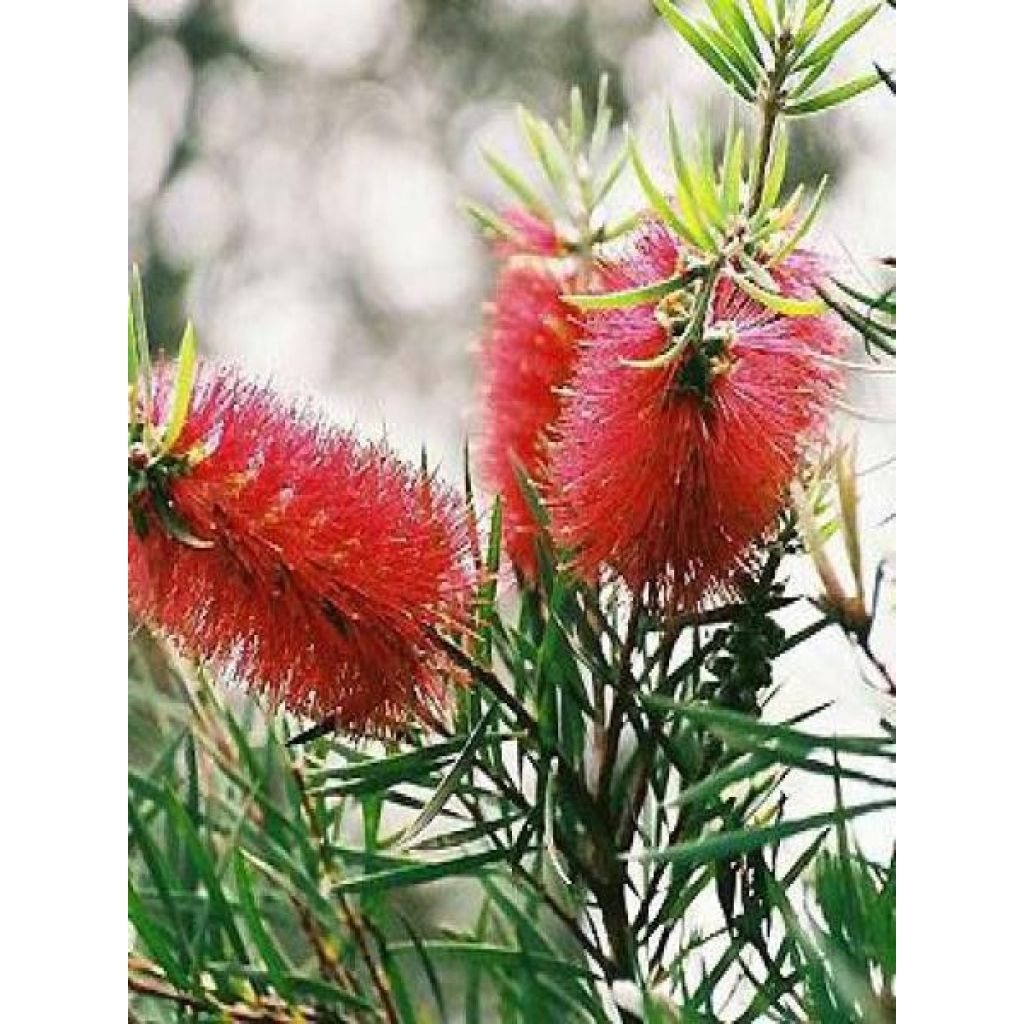 Callistemon rigidus