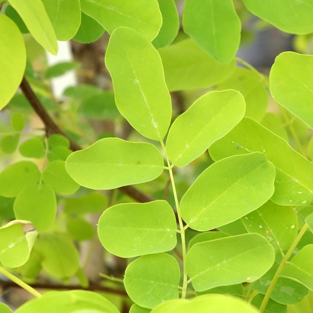 Robinia pseudoacacia Coluteoides - Acácia-bastarda