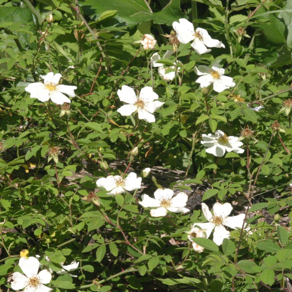 Rosa arvensis  - Roseira selvagem