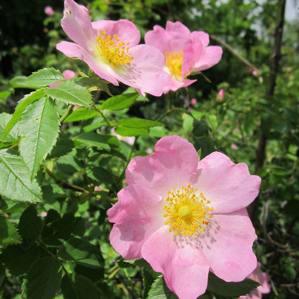 Rosa canina  - Roseira brava