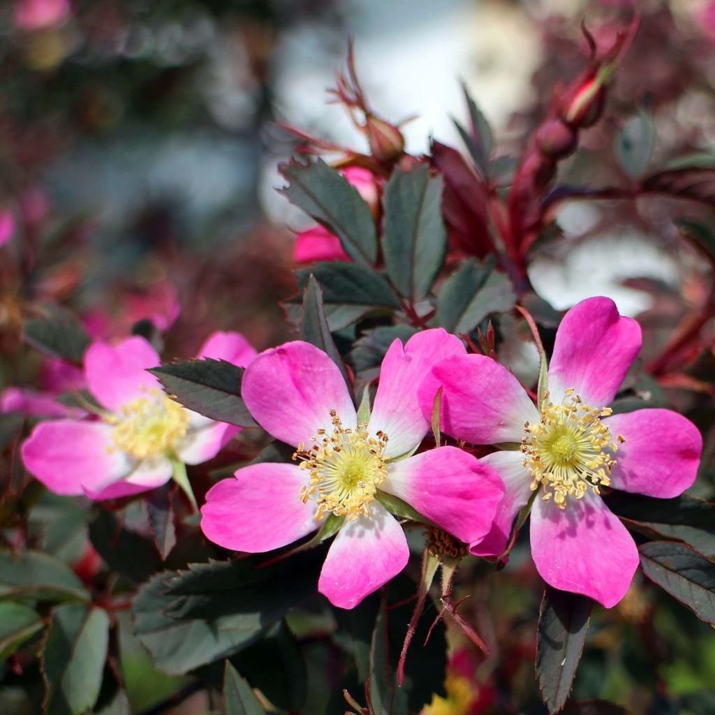 Rosa glauca - Roseira brava
