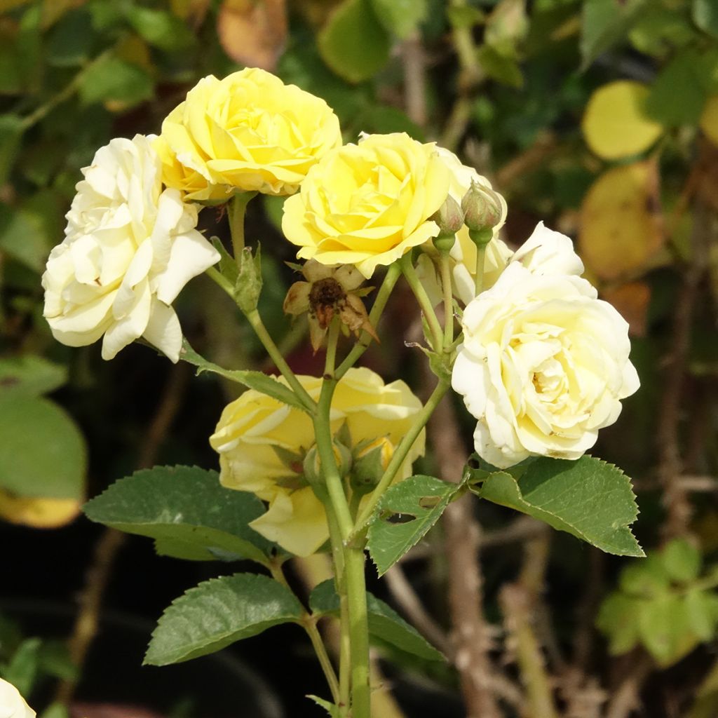Roseira floribunda Golden Border