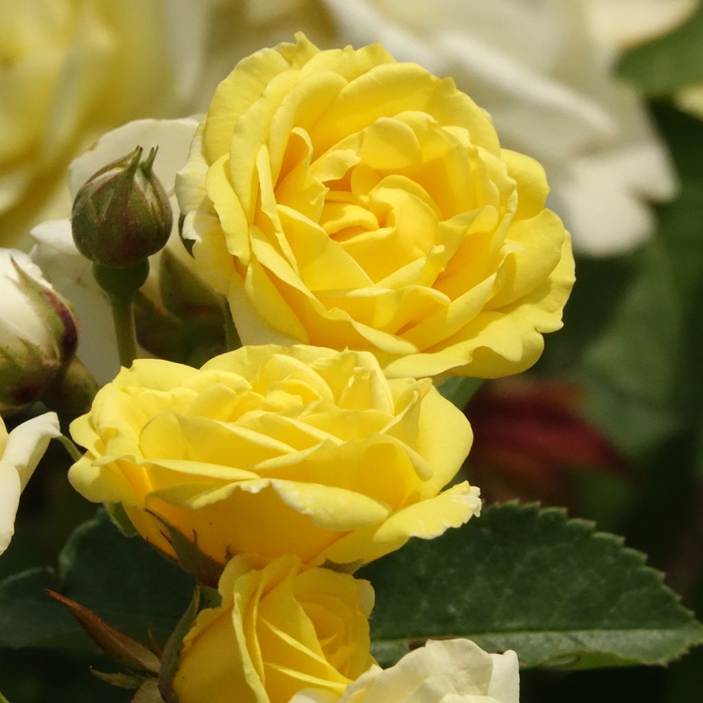 Roseira floribunda Golden Border