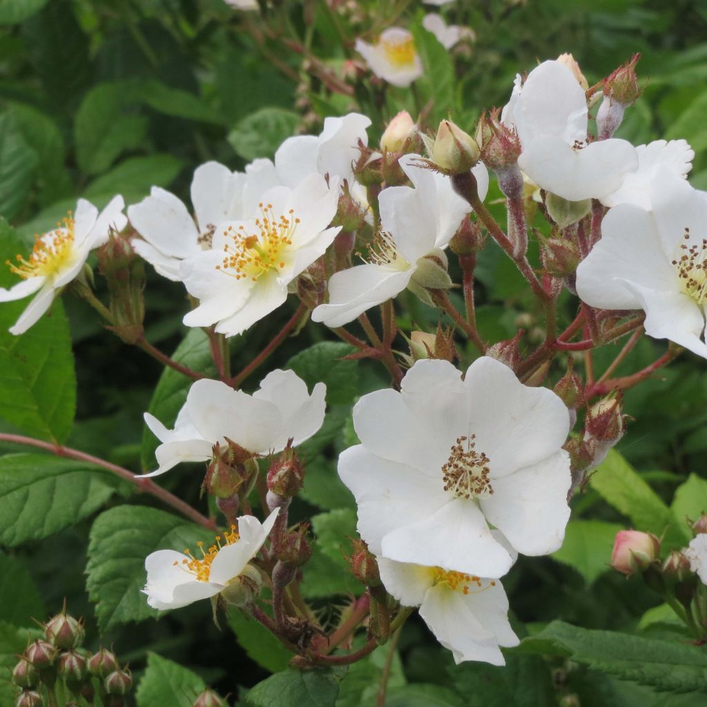 Rosa multiflora - Roseira trepadora
