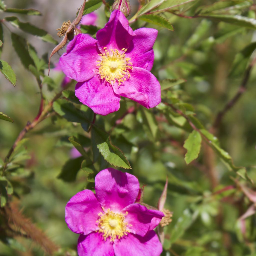 Rosa nitida - Roseira brava