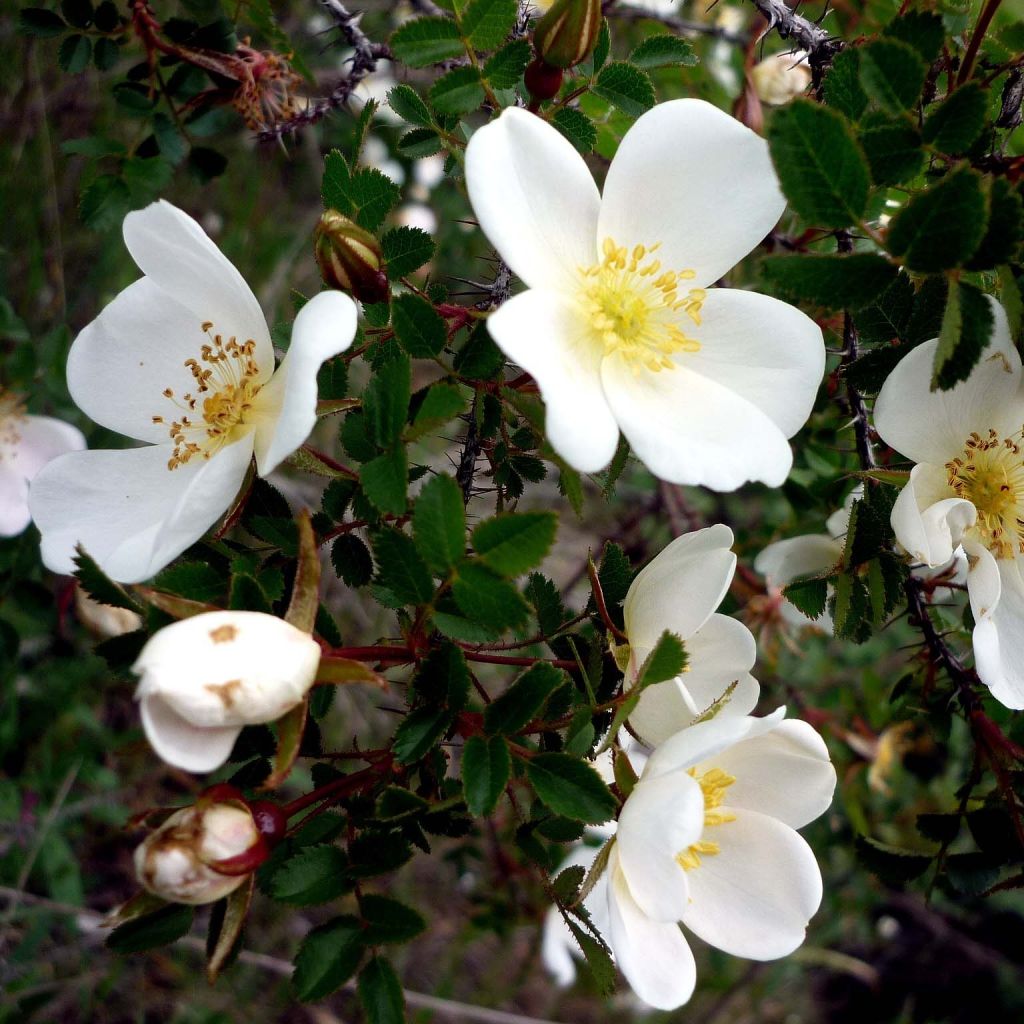 Rosa pimpinellifolia  - Roseira brava