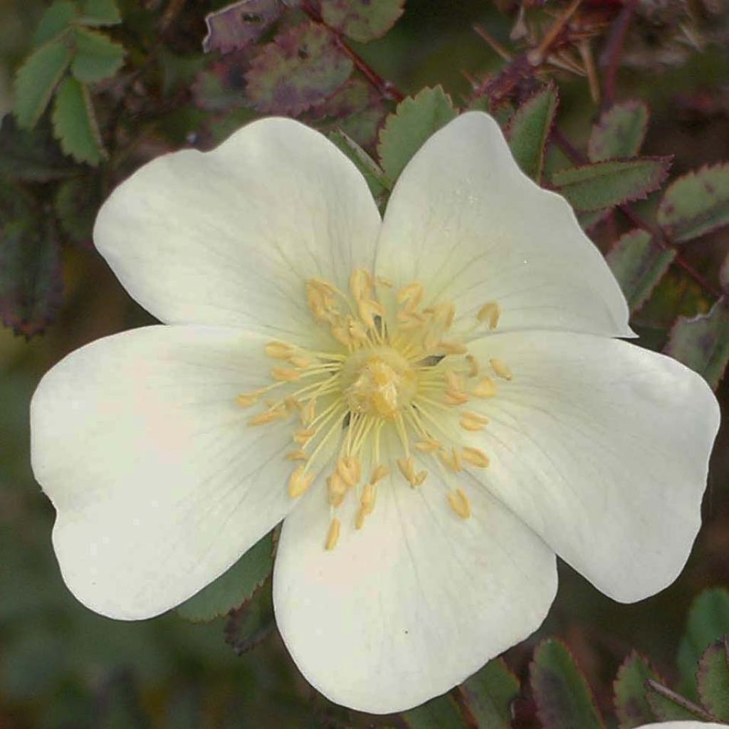 Rosa pimpinellifolia  - Roseira brava