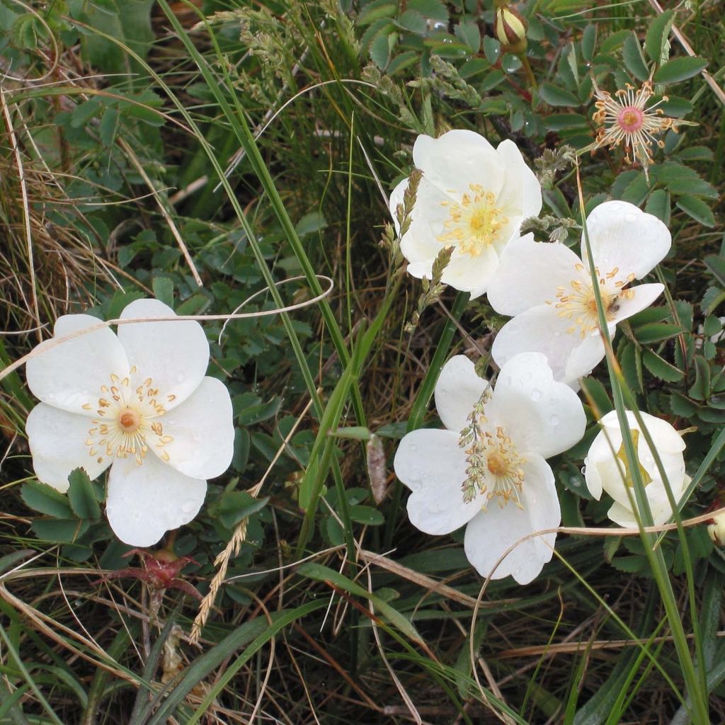 Rosa pimpinellifolia  - Roseira brava