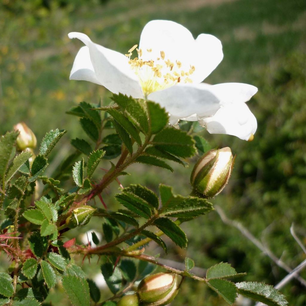 Rosa pimpinellifolia  - Roseira brava