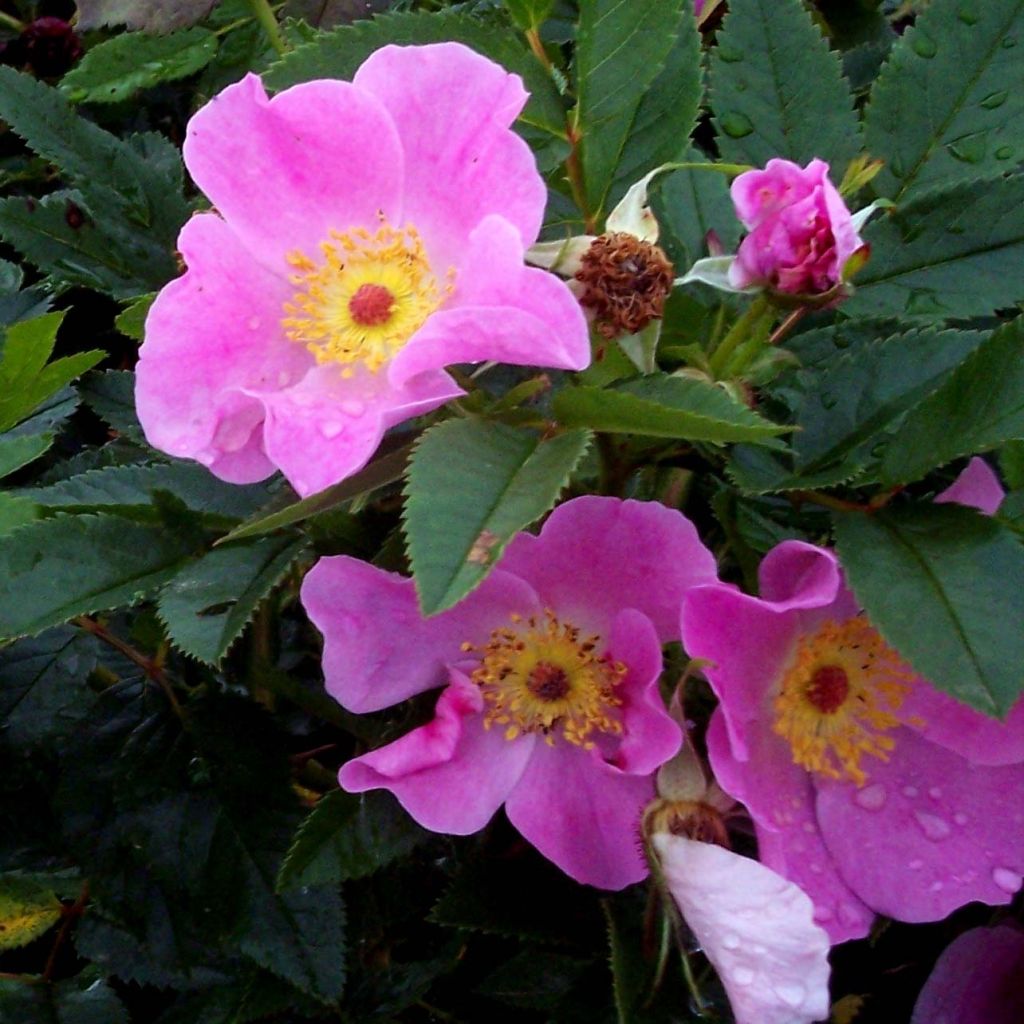 Rosa virginiana - Roseira brava