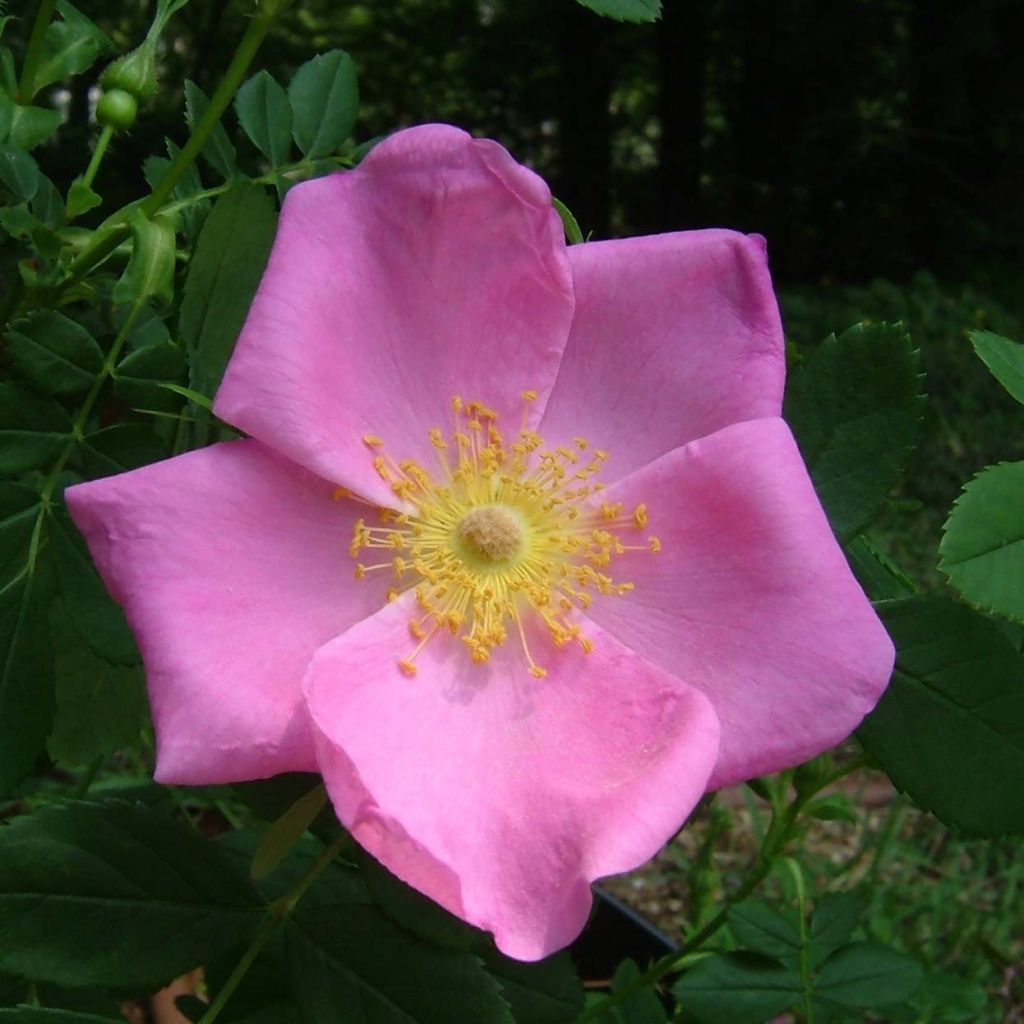 Rosa virginiana - Roseira brava