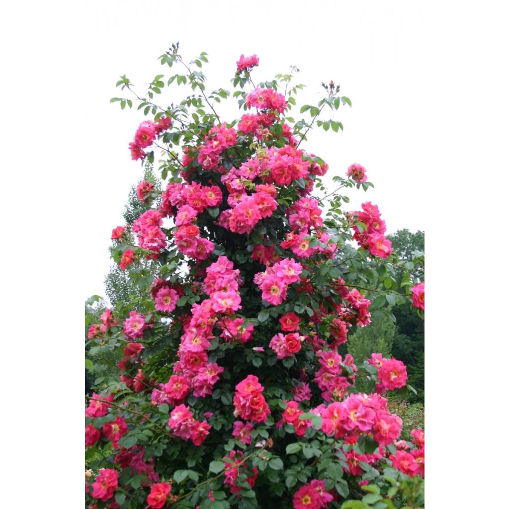 Roseira trepadeira Climbing Max Bajazzo