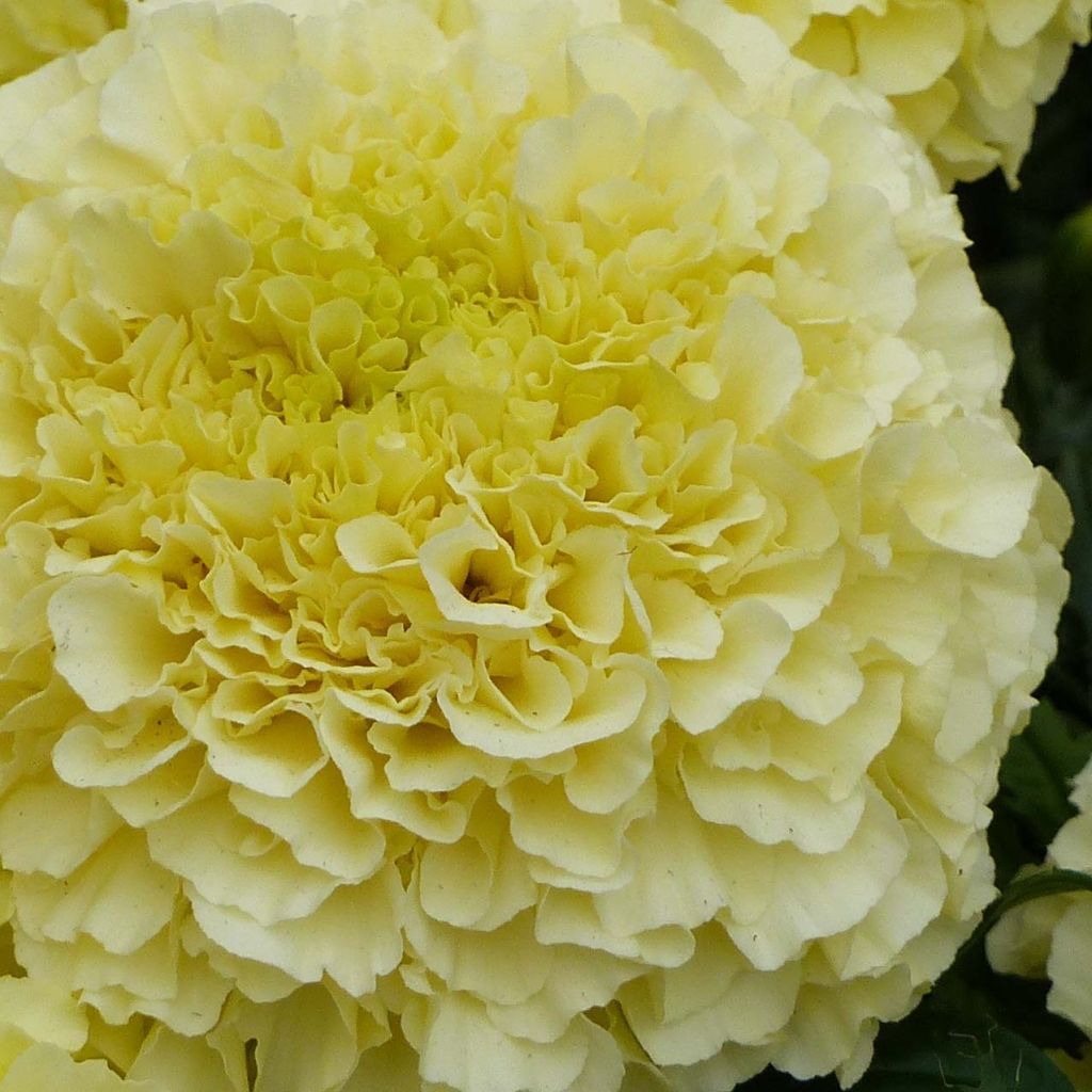 Cravo-túnico anão F1 Vanilla - Tagetes erecta nana