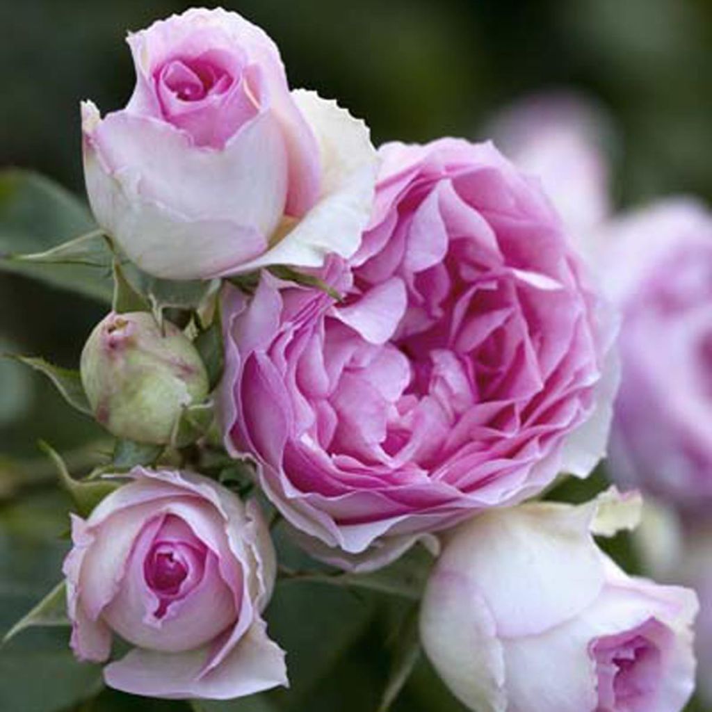 Roseira trepadeira Mini Eden Rose