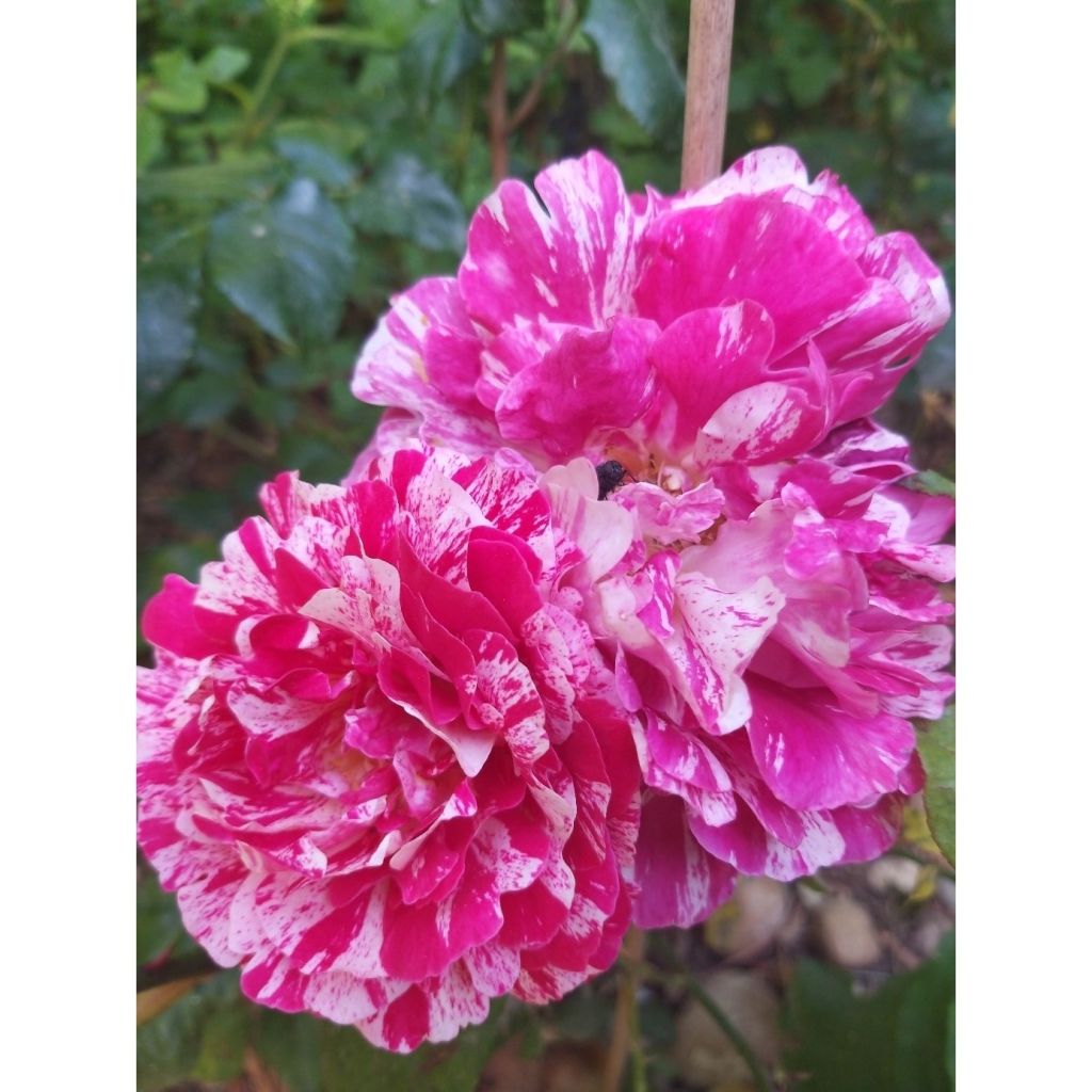 Roseira floribunda Abracadabra