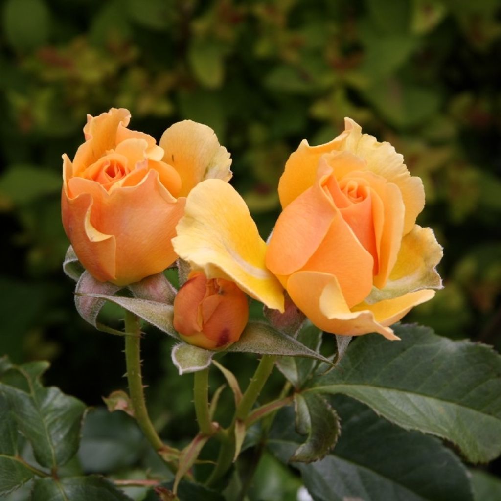 Roseira floribunda Amber Queen