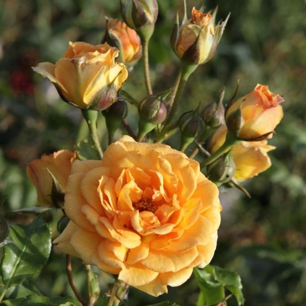 Roseira floribunda Bentheimer Gold