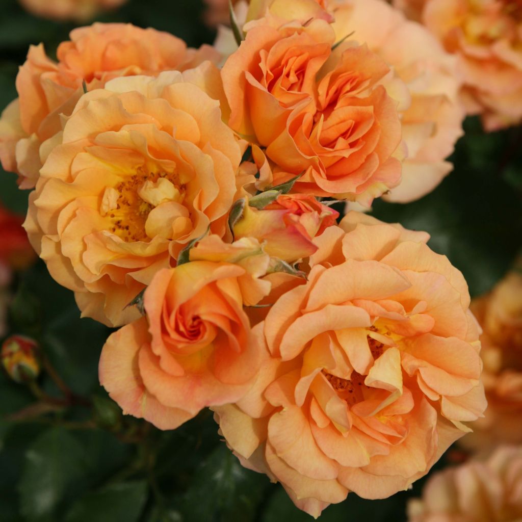 Roseira floribunda Bentheimer Gold