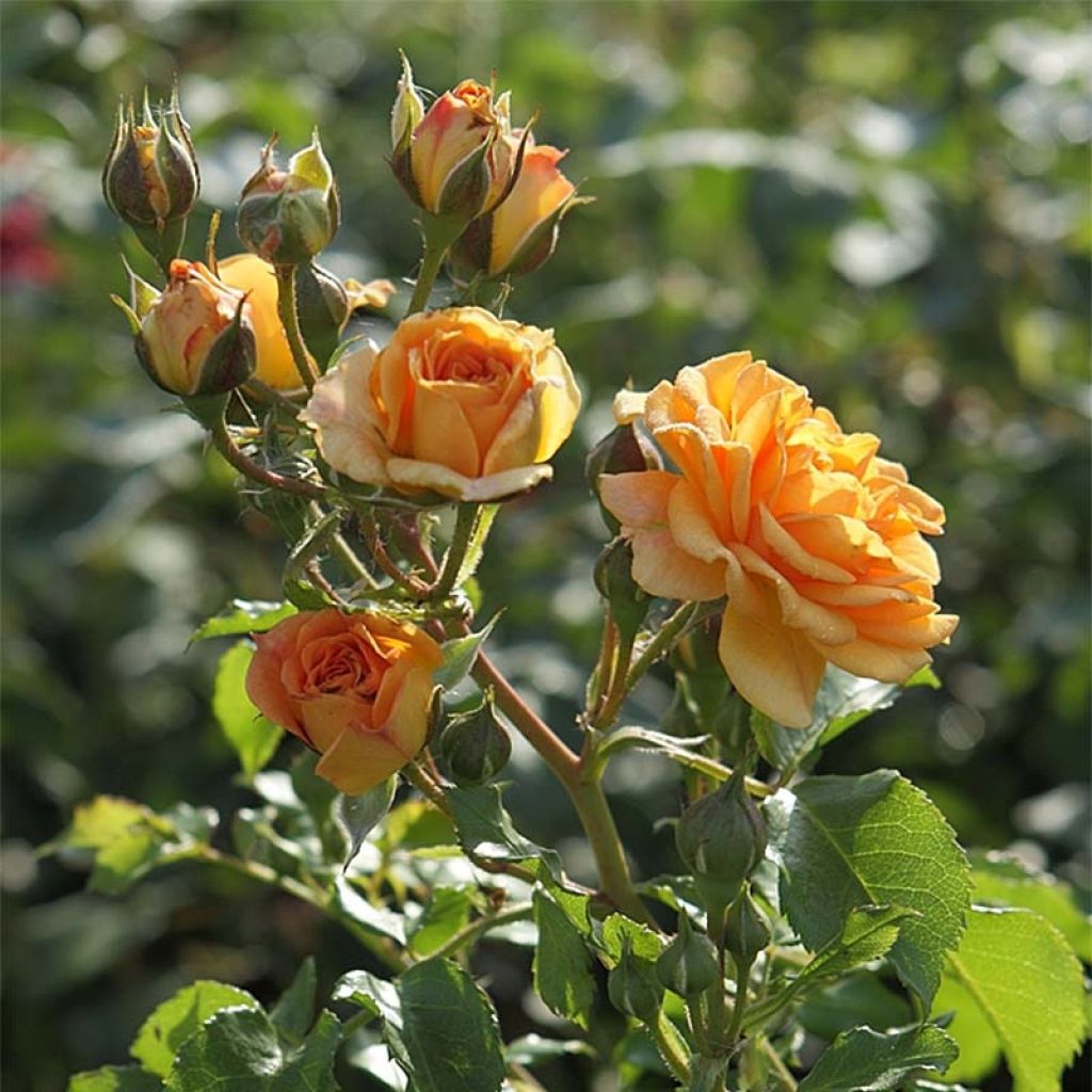 Roseira floribunda Bentheimer Gold