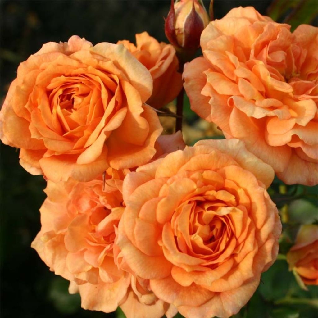 Roseira floribunda Bentheimer Gold