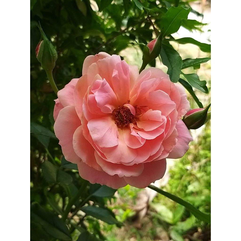 Roseira floribunda Botticelli