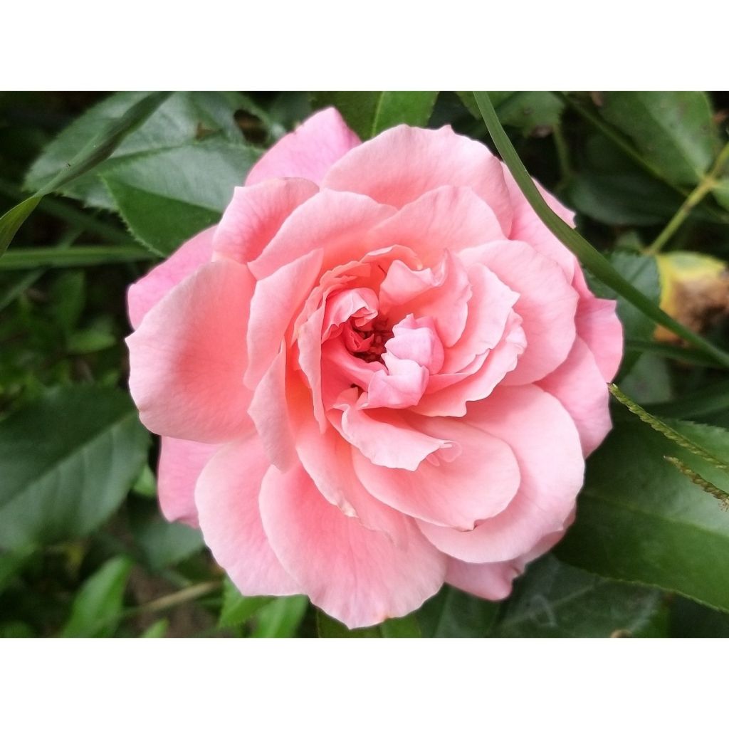 Roseira floribunda Botticelli