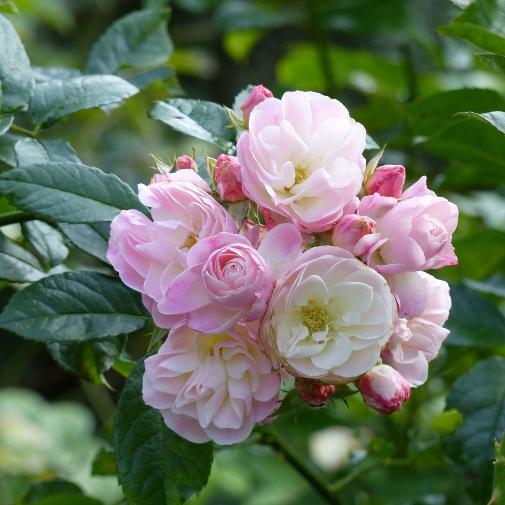 Roseira floribunda Bouquet Parfait