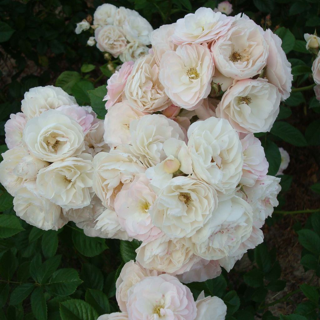 Roseira floribunda Bouquet Parfait