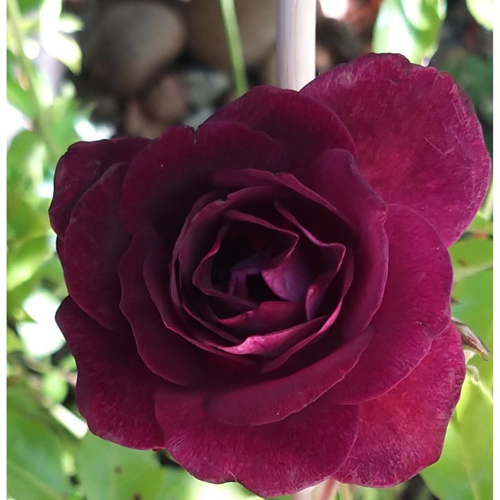 Roseira floribunda Burgundy Ice