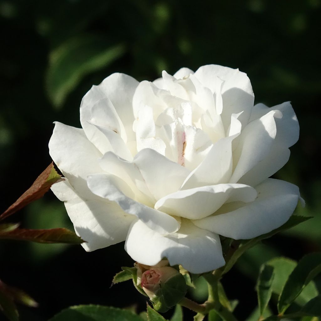 Roseira floribunda Carte Blanche