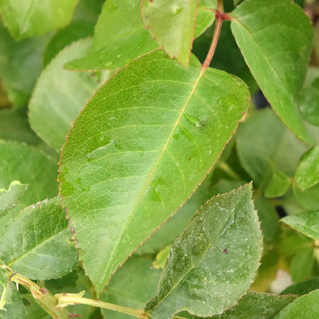 Roseira floribunda Chalon en Bourgogne