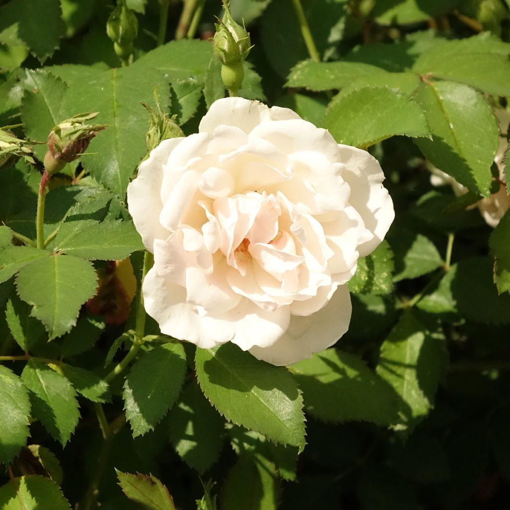 Roseira floribunda Crème Chantilly