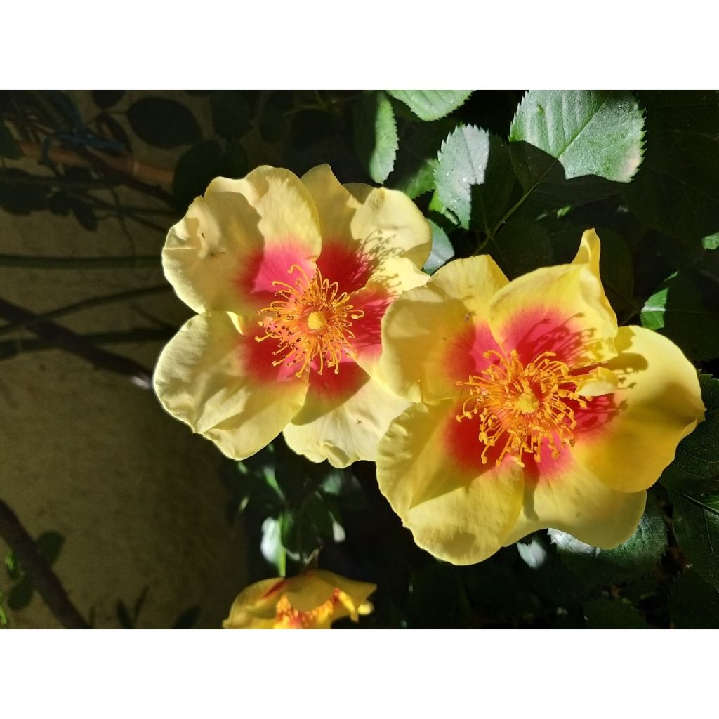 Roseira floribunda Cyrus