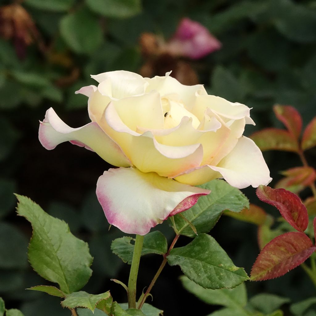 Roseira floribunda Flame Origami