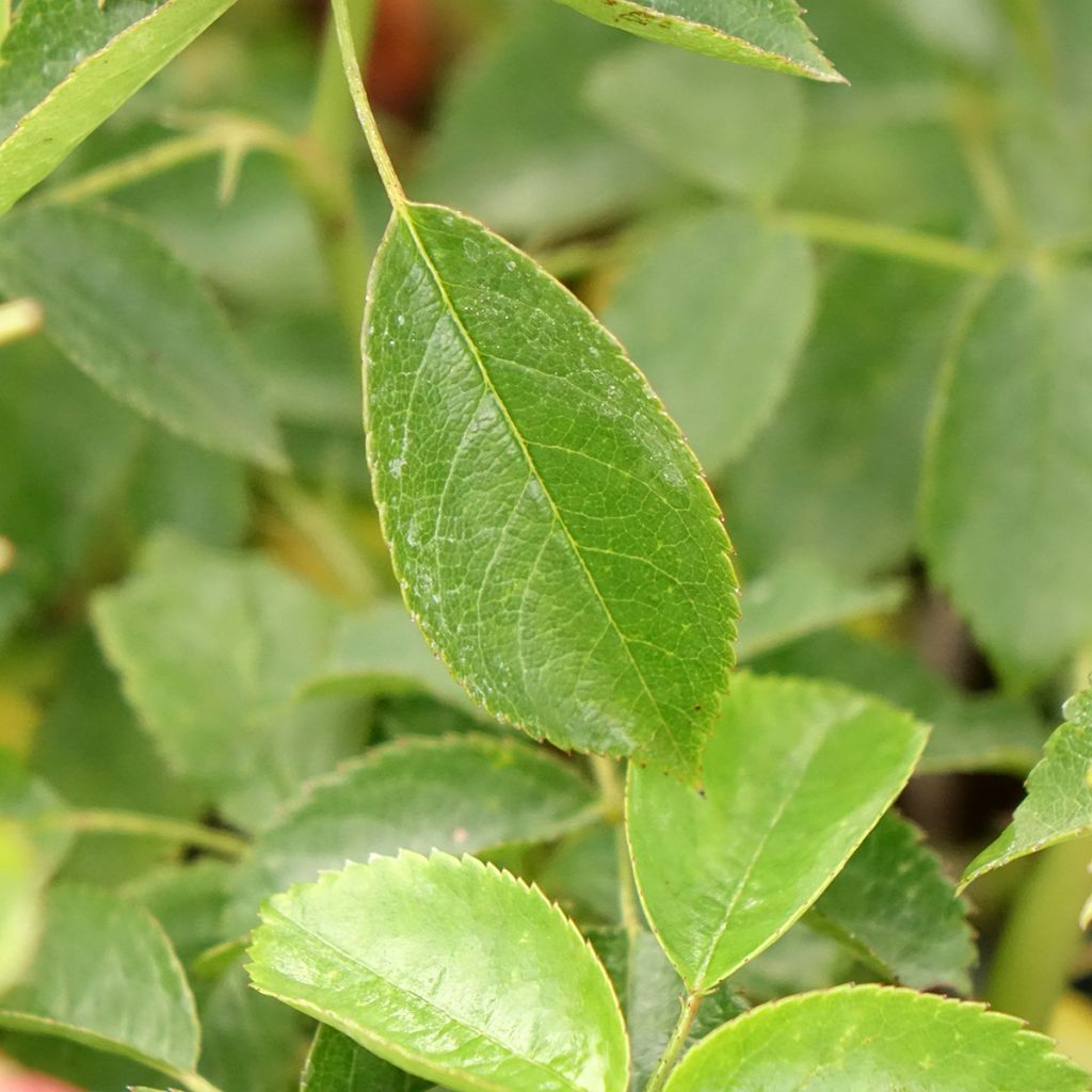 Roseira floribunda Folle Framboise