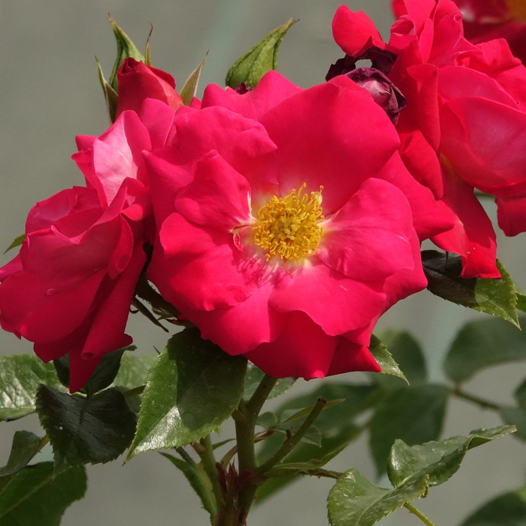 Roseira floribunda Garance