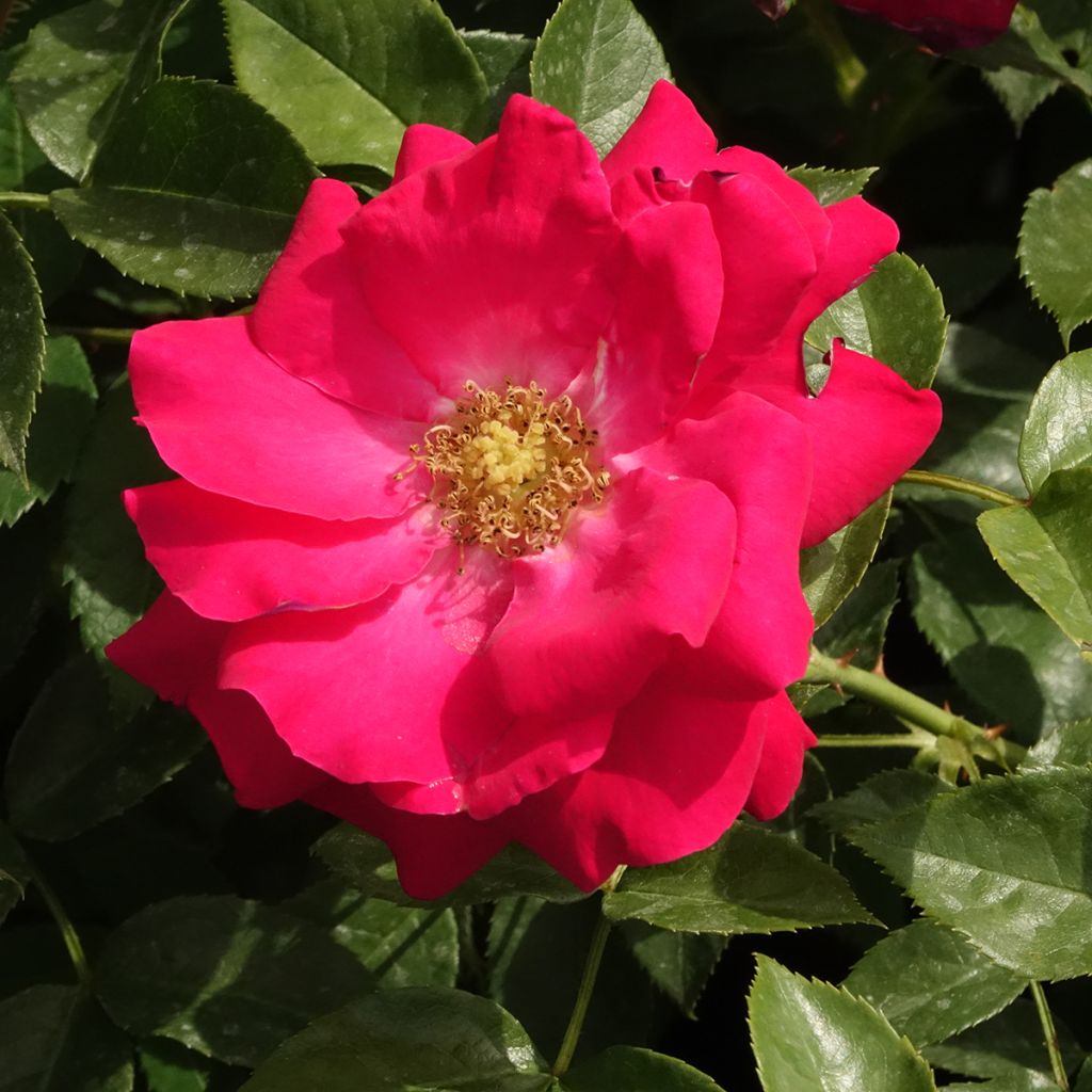 Roseira floribunda Garance