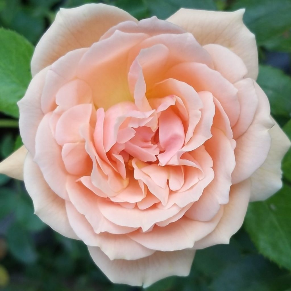 Roseira floribunda Garden of Roses