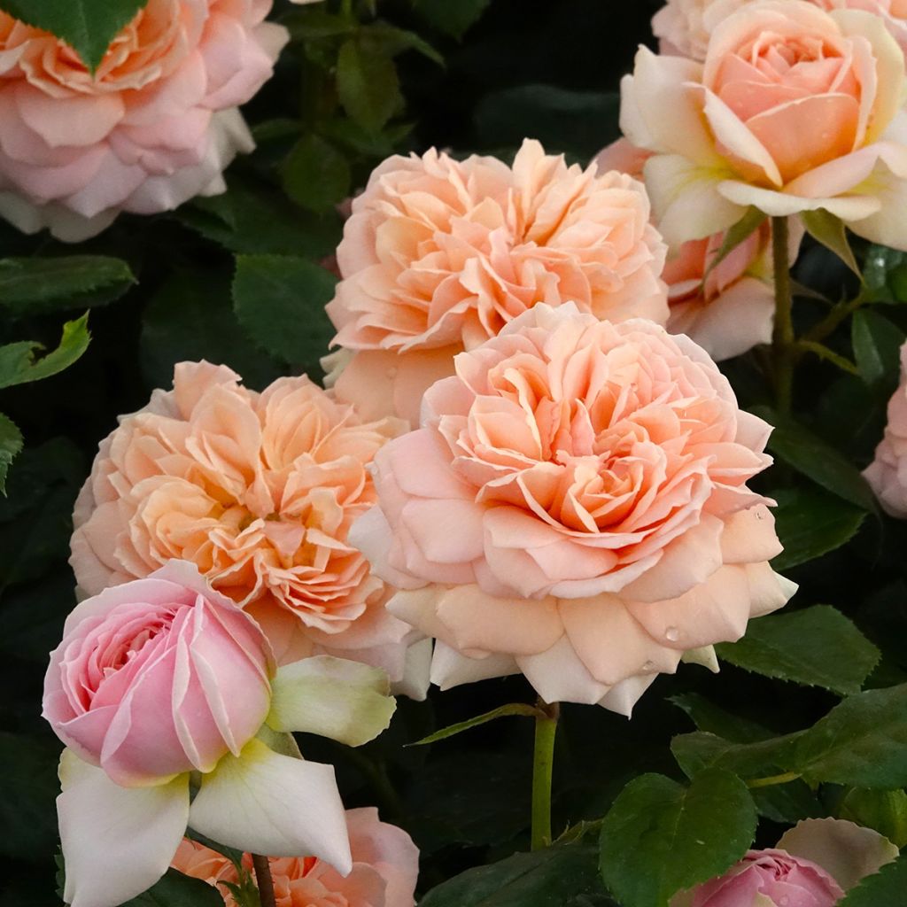 Roseira floribunda Garden of Roses