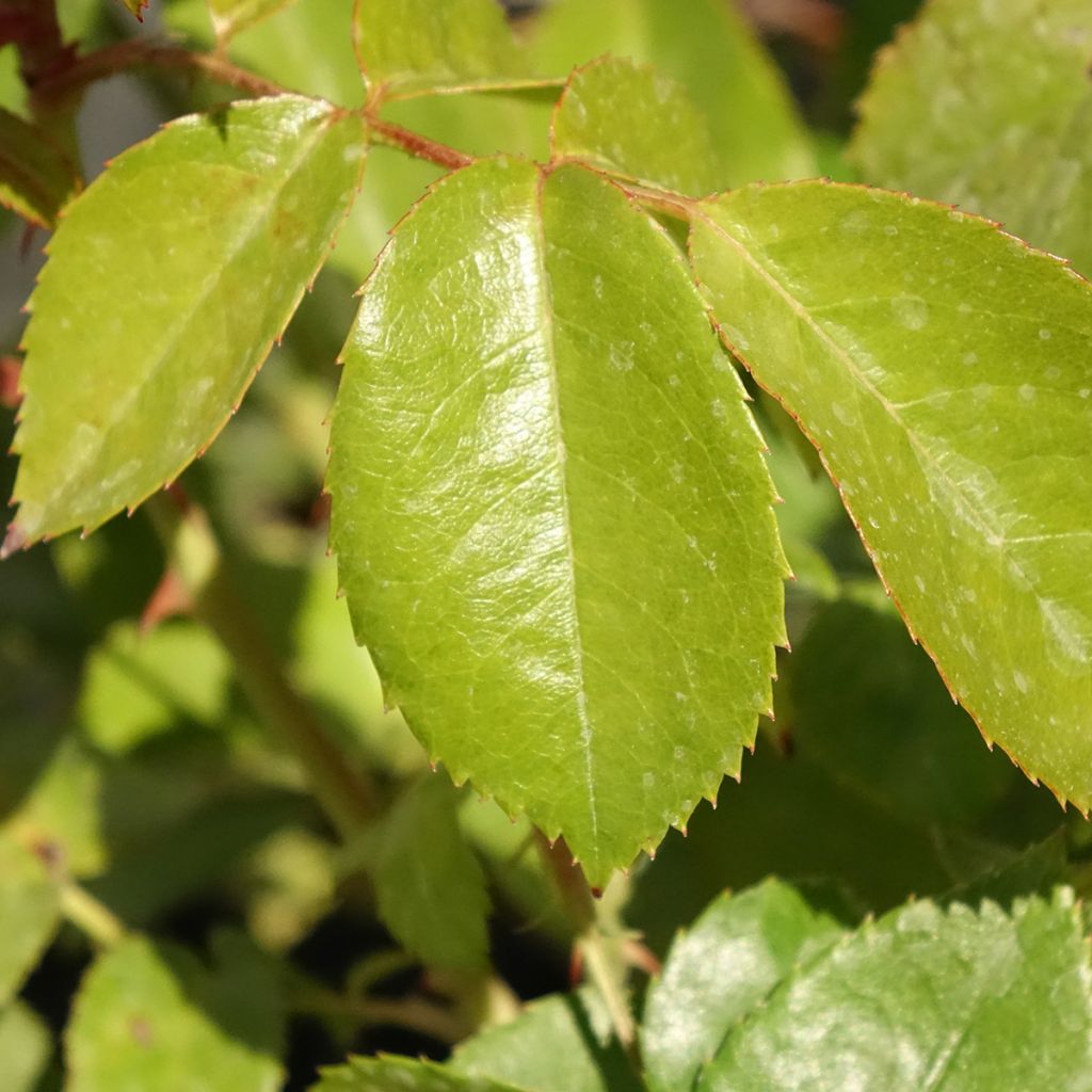 Roseira floribunda Hot Cocoa