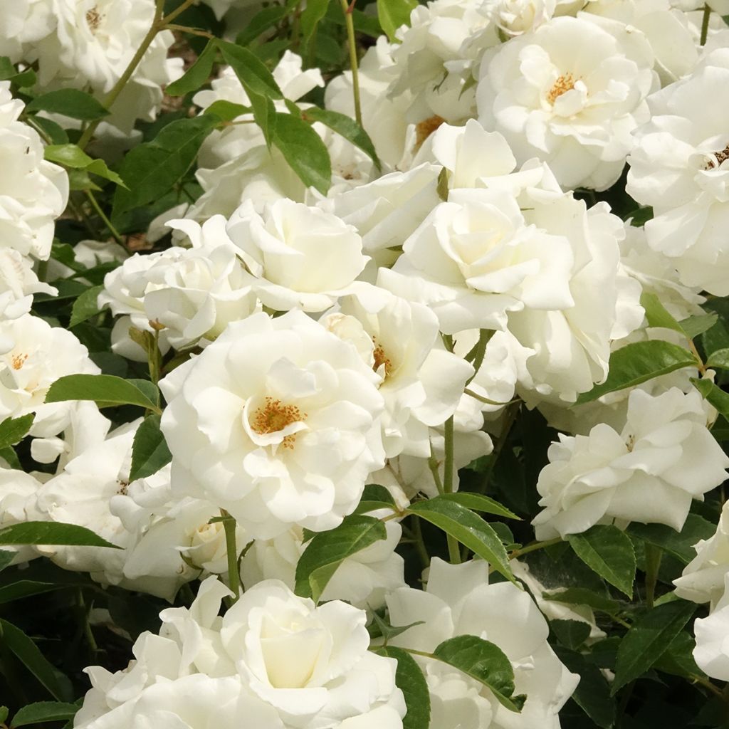 Roseira floribunda Iceberg