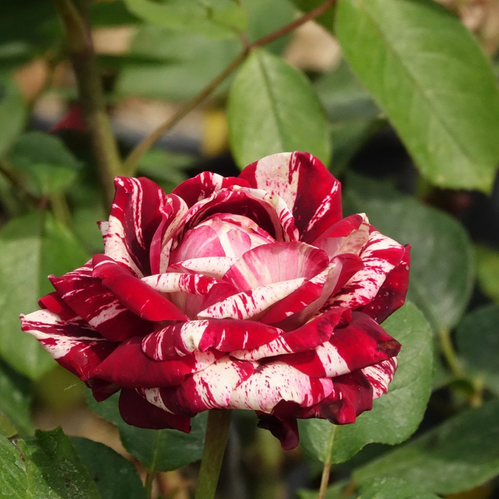 Roseira floribunda Julio Iglesias