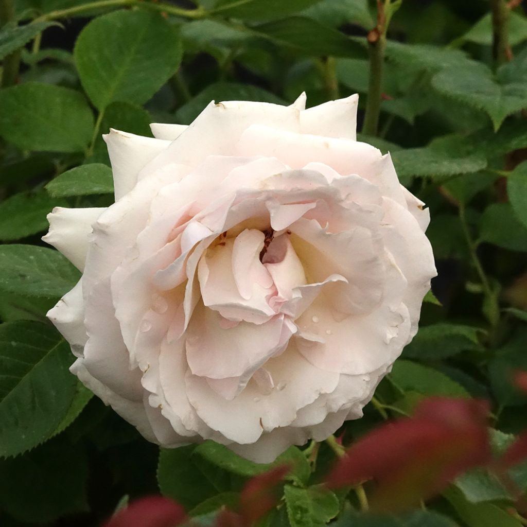 Roseira floribunda La Sauvagine Terre et Passion